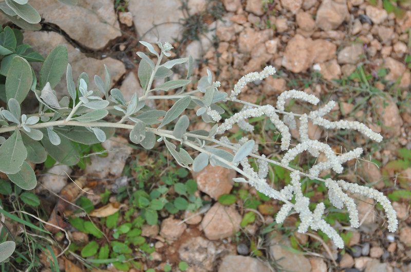 Image of Aerva javanica specimen.