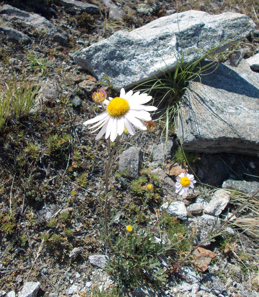 Image of Chrysanthemum zawadskii specimen.