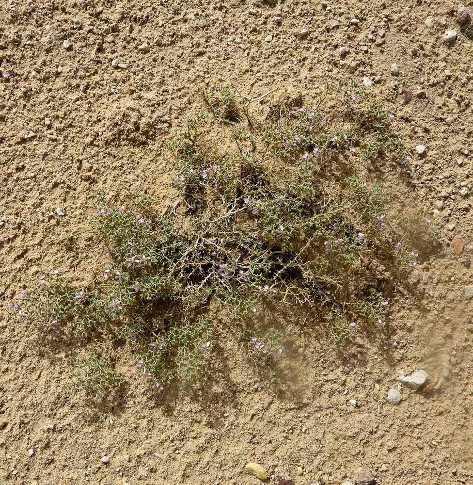 Image of Fagonia glutinosa specimen.