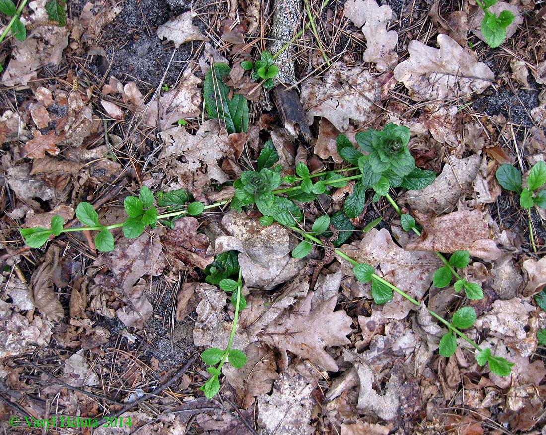 Image of Ajuga reptans specimen.