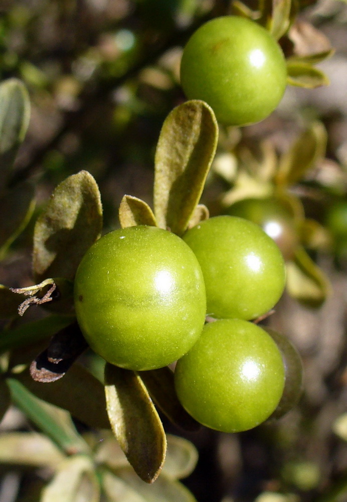 Image of Jasminum fruticans specimen.