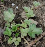 Potentilla argyrophylla разновидность atrosanguinea. Листовая розетка с основанием генеративного побега. Германия, г. Дюссельдорф, Ботанический сад университета. 02.06.2014.