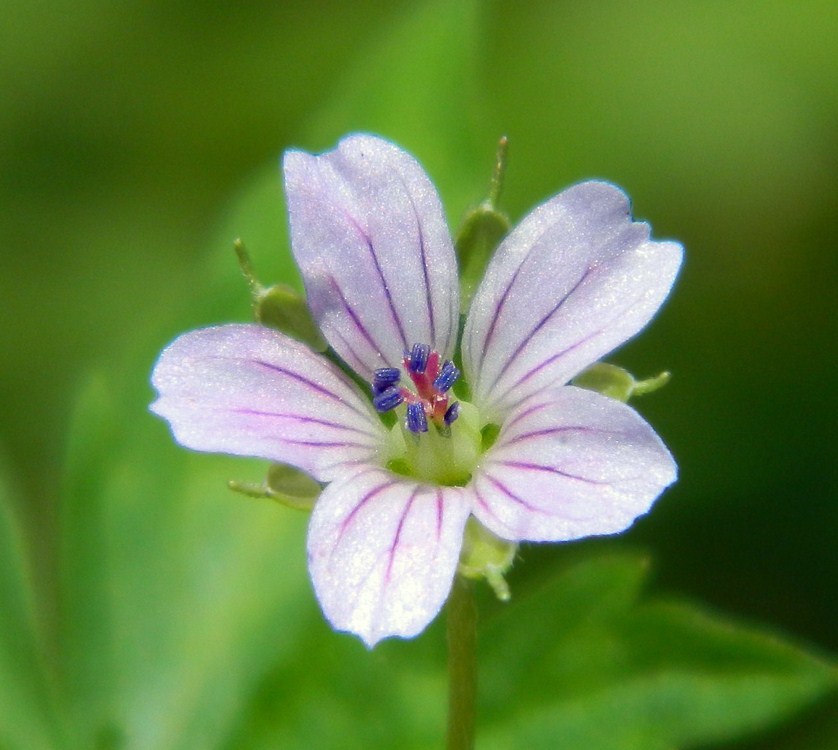 Image of Geranium sibiricum specimen.