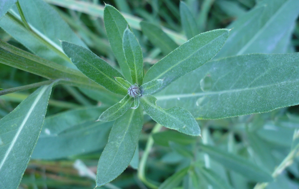 Image of Cirsium setosum specimen.