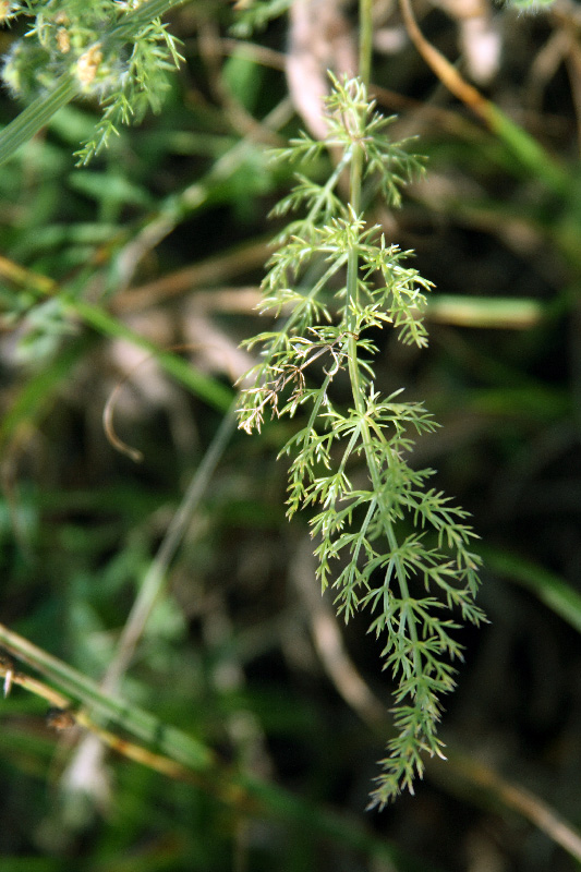 Image of Schrenkia golickeana specimen.