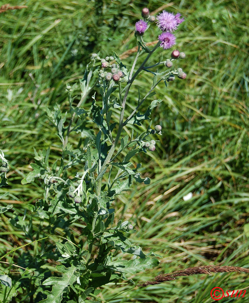 Изображение особи Cirsium incanum.