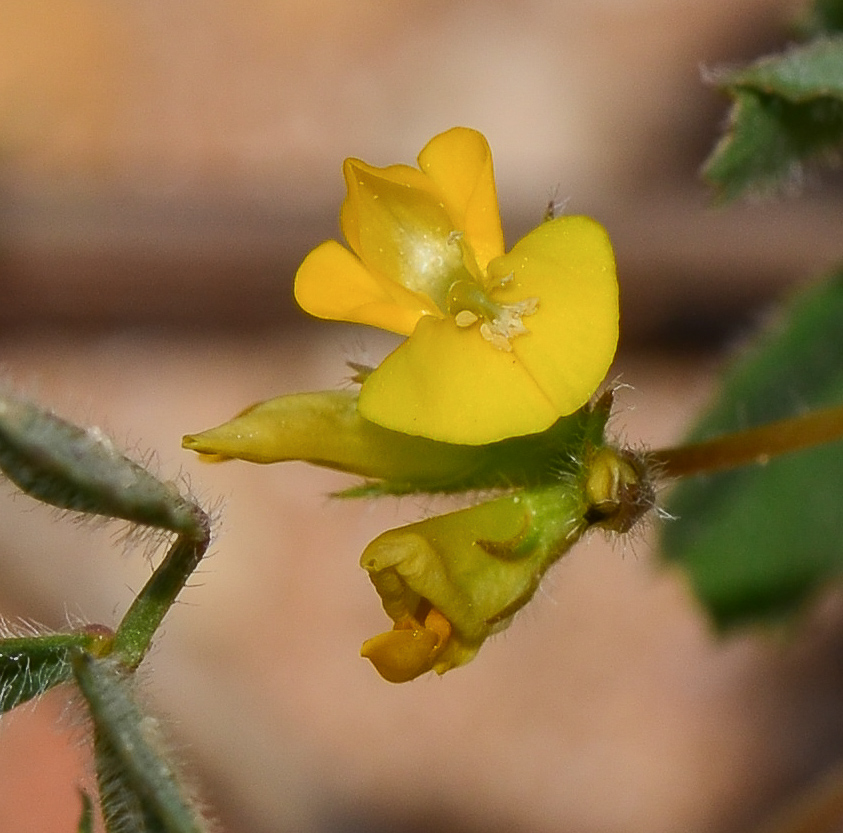 Image of Medicago littoralis specimen.