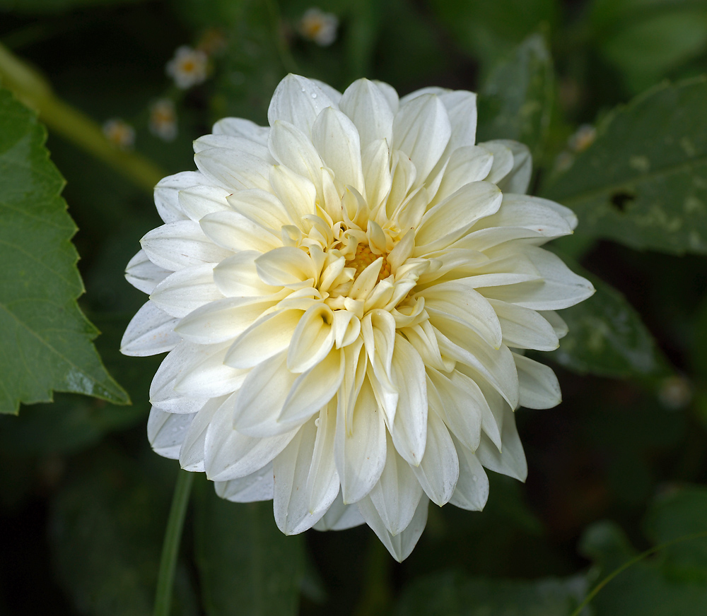 Image of Dahlia &times; cultorum specimen.