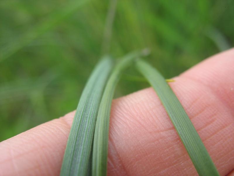 Image of Stipa pulcherrima specimen.