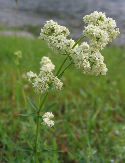 Image of Galium boreale specimen.