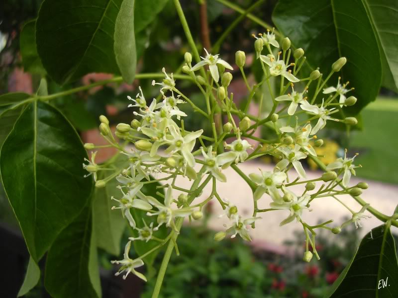 Изображение особи Ptelea trifoliata.