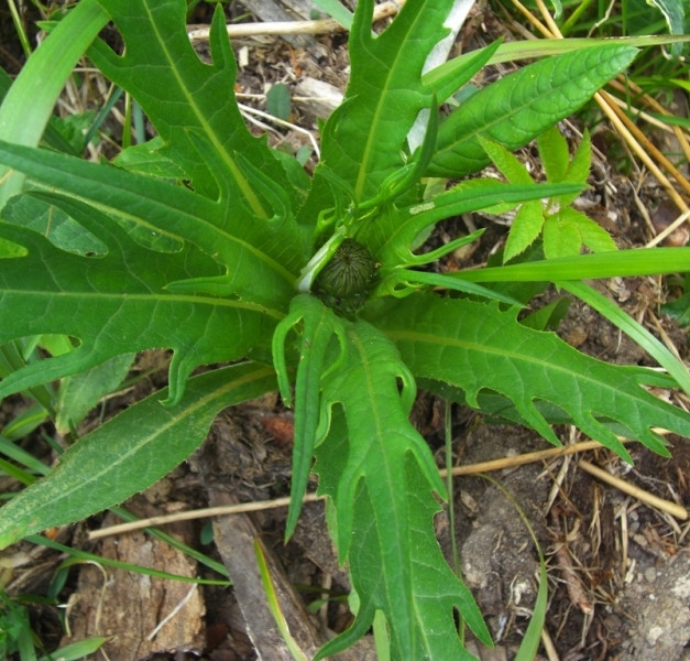 Image of Cirsium heterophyllum specimen.