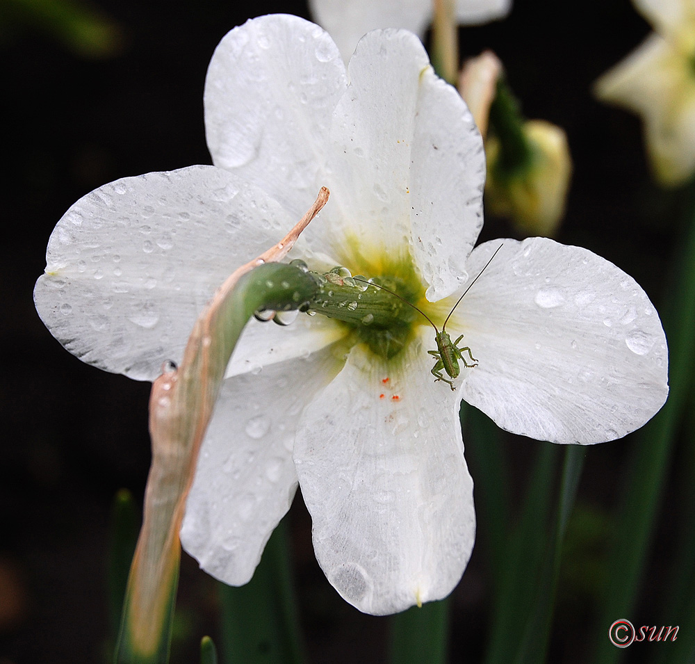 Изображение особи Narcissus poeticus.