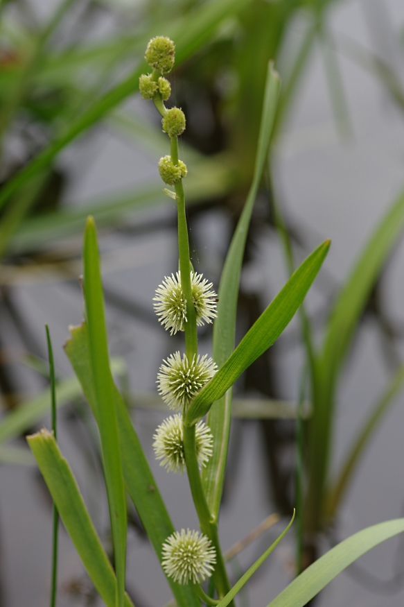 Image of Sparganium emersum specimen.