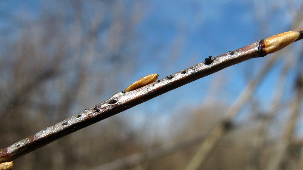 Image of Salix pentandra specimen.