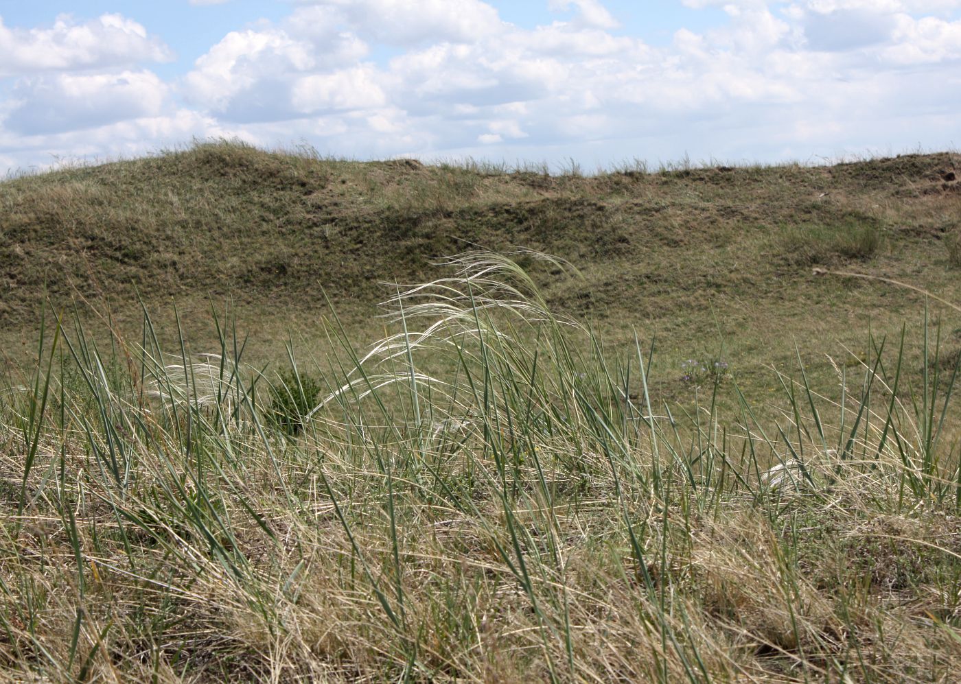 Изображение особи Stipa borysthenica.