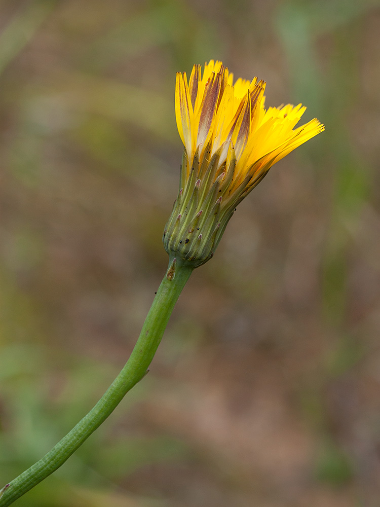 Image of Hypochaeris radicata specimen.