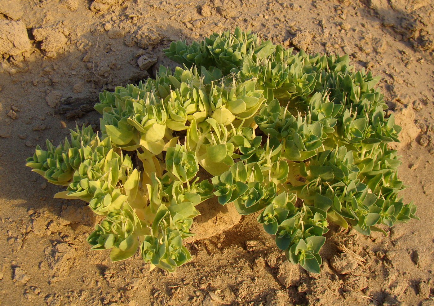 Image of Euphorbia turczaninowii specimen.