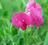 Lathyrus tuberosus. Соцветие. Украина, Черкасская обл., Каневский р-н, региональный ландшафтный парк \"Трахтемиров\", запущенное поле. 14 июня 2009 г.