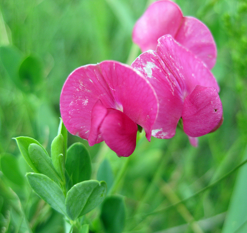 Image of Lathyrus tuberosus specimen.