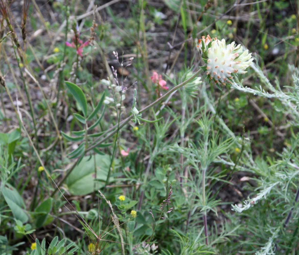 Image of Anthyllis taurica specimen.