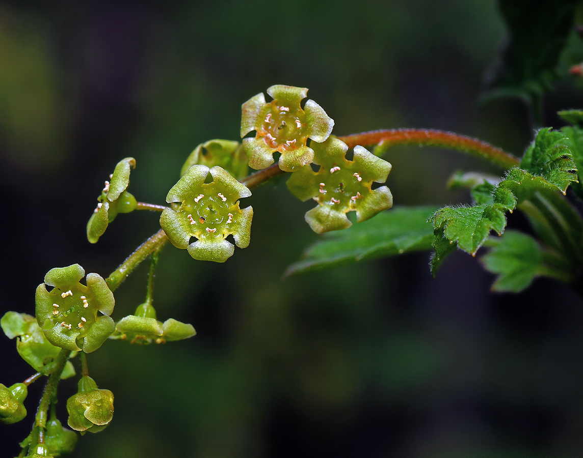 Image of Ribes rubrum specimen.