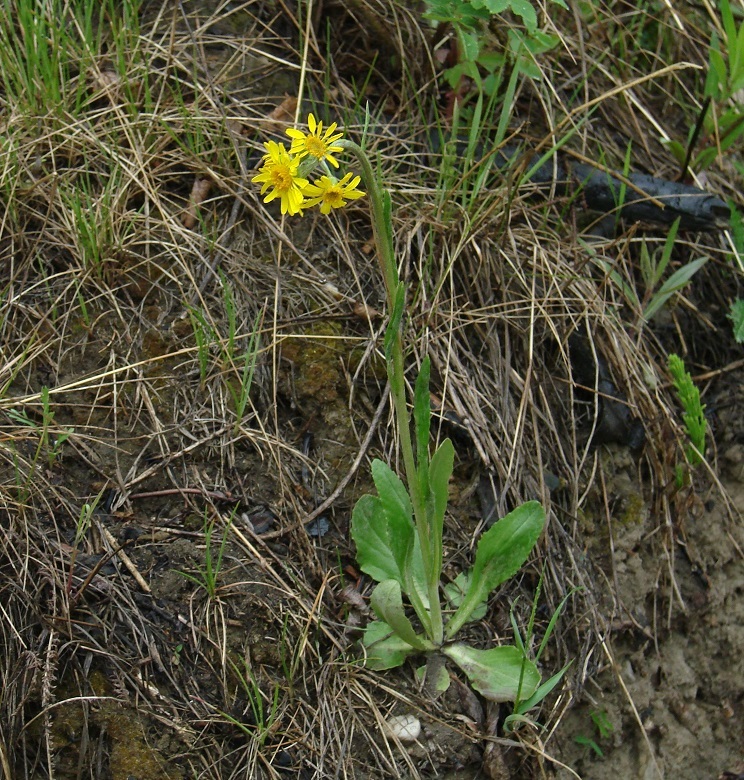 Image of Tephroseris integrifolia specimen.