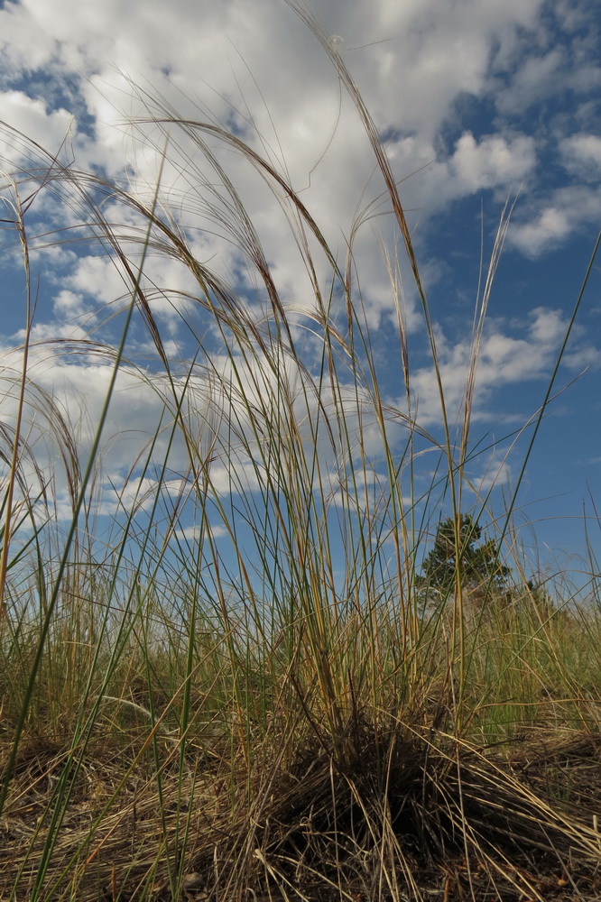 Image of Stipa borysthenica specimen.