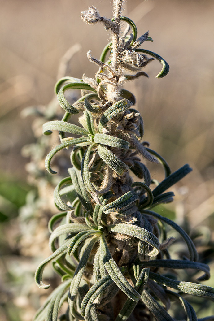 Image of Echium angustifolium specimen.