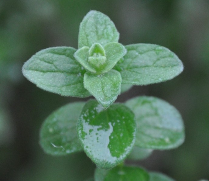 Изображение особи Origanum vulgare ssp. hirtum.
