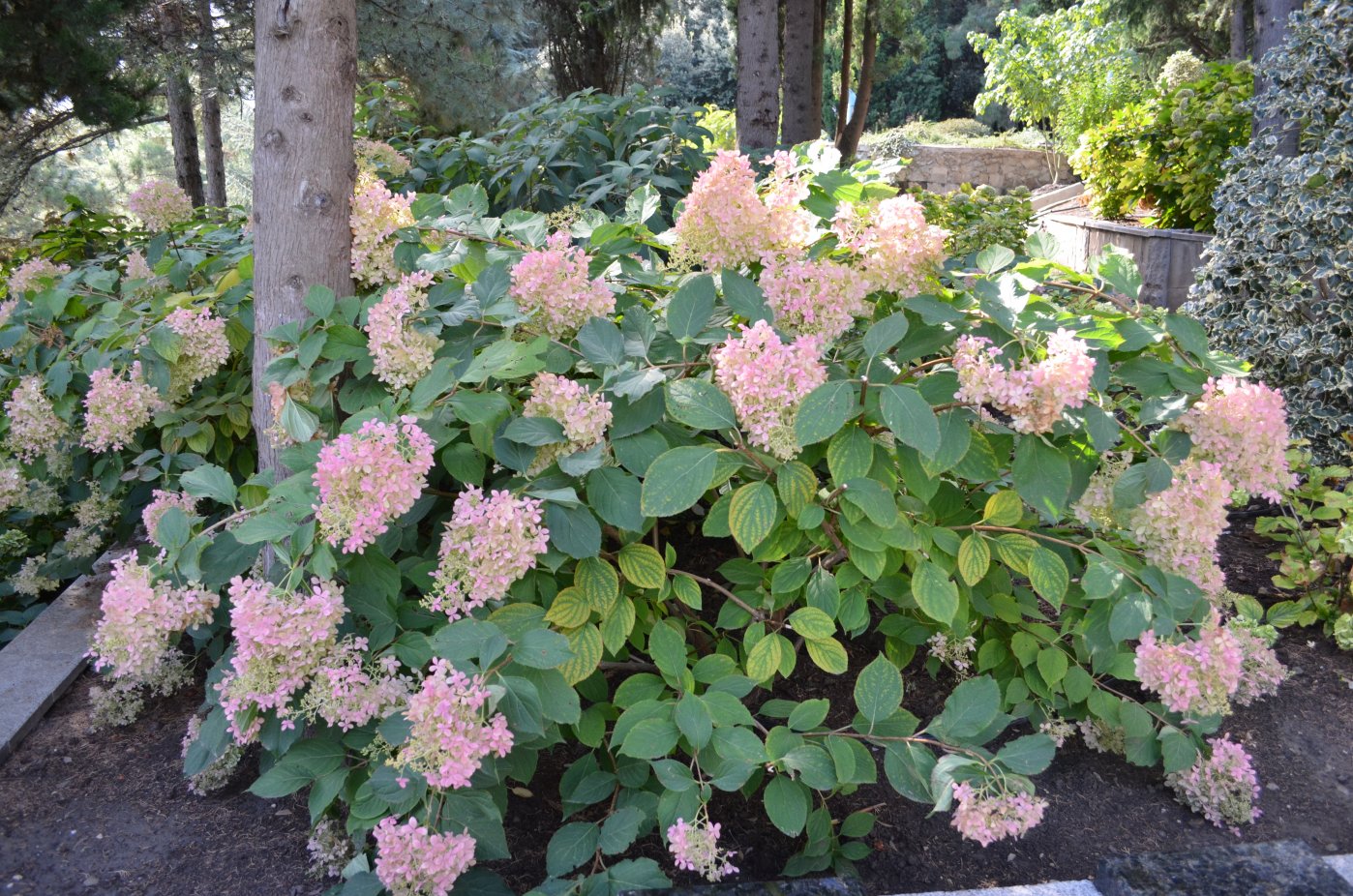 Image of Hydrangea paniculata specimen.