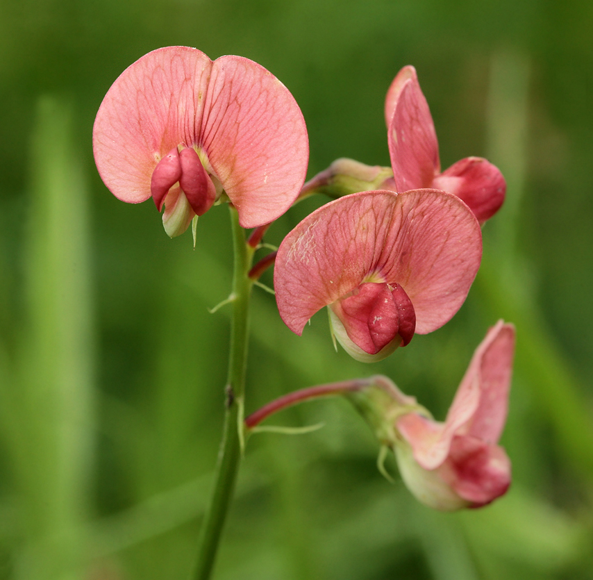 Image of Lathyrus sylvestris specimen.