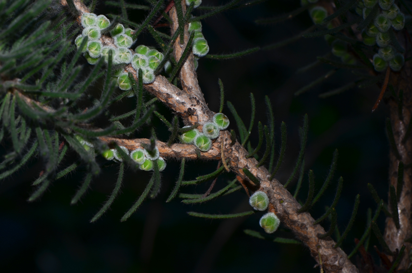 Image of Calothamnus villosus specimen.