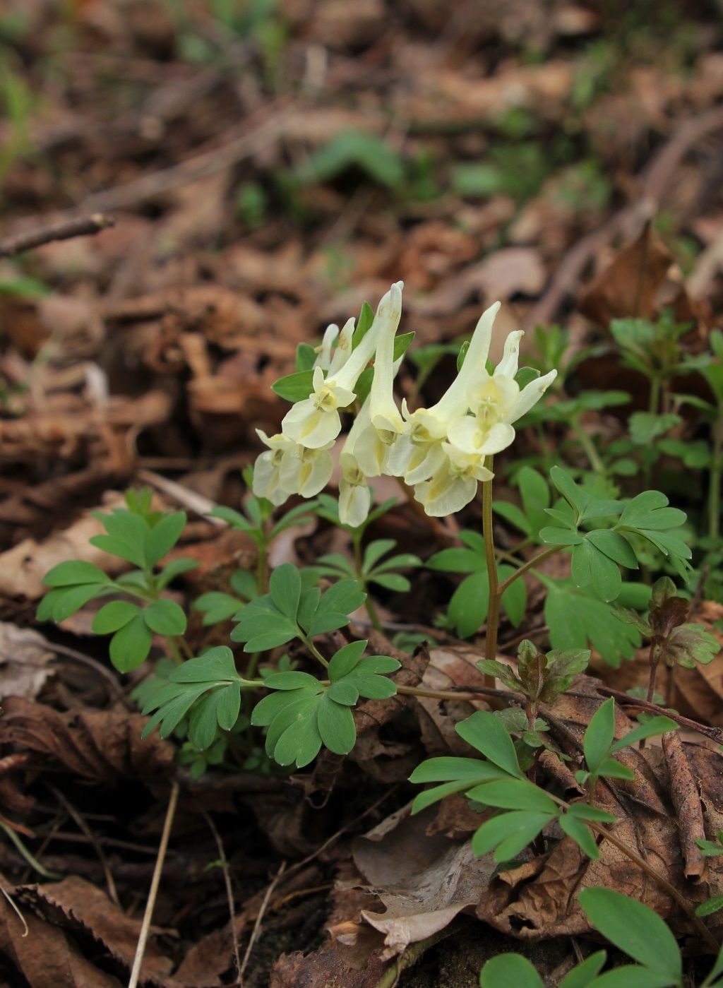 Изображение особи Corydalis malkensis.