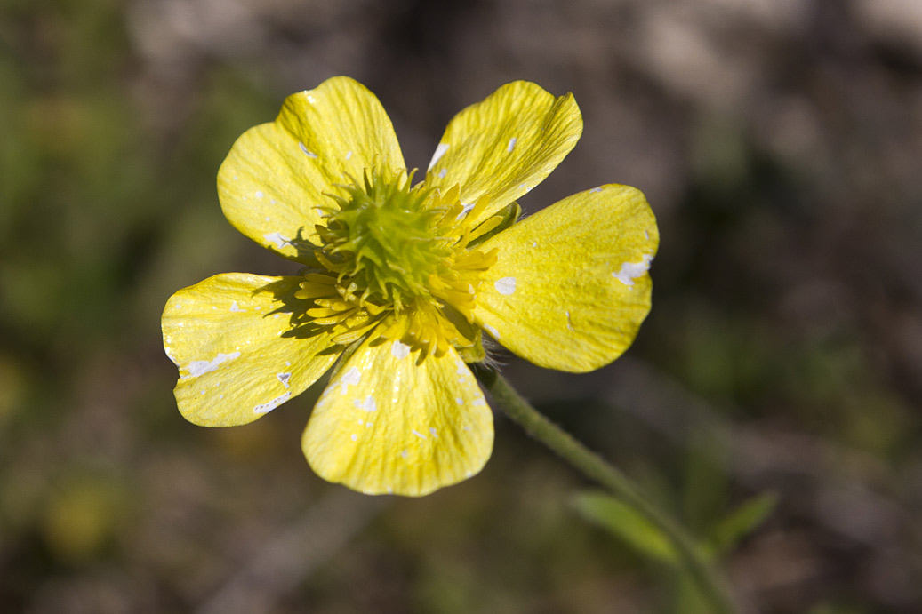 Image of Ranunculus creticus specimen.