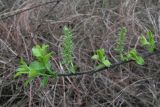 Salix cinerea