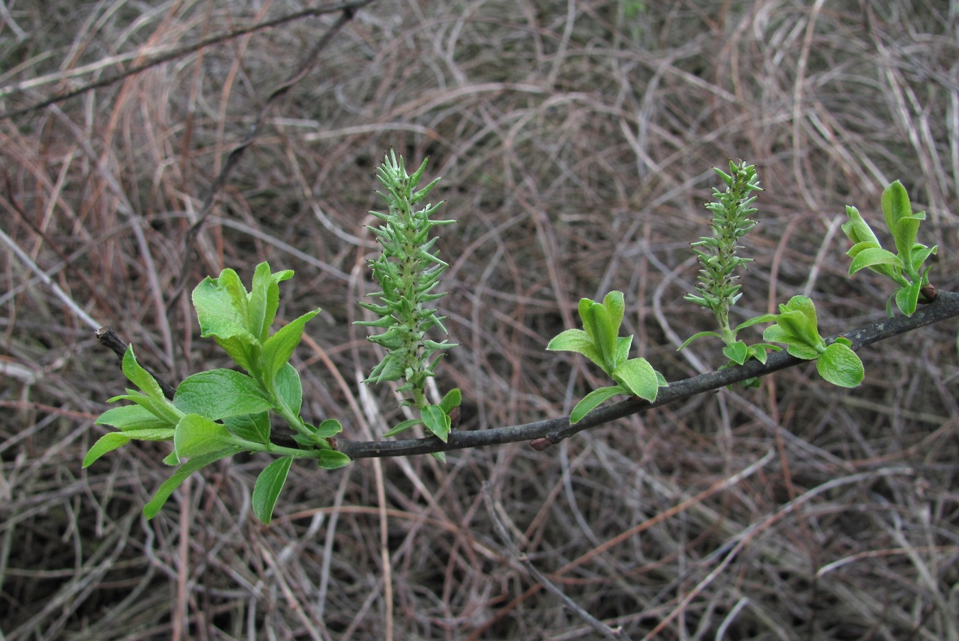 Image of Salix cinerea specimen.