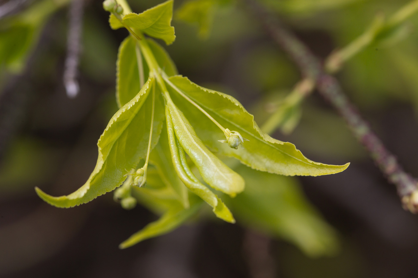 Image of Euonymus verrucosus specimen.