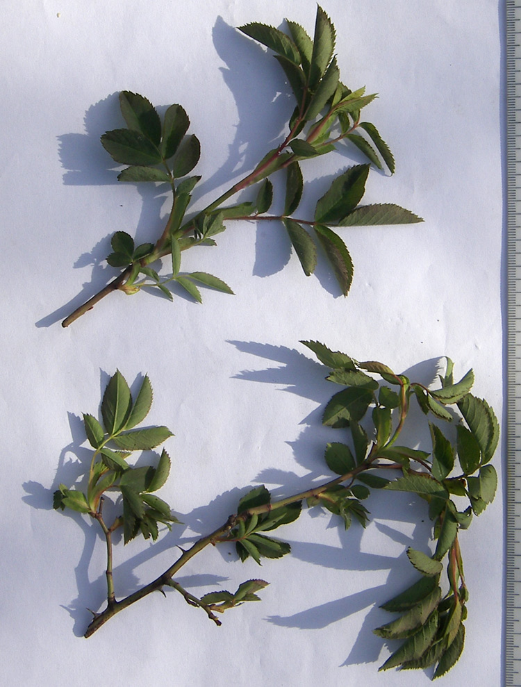 Image of Rosa marginata specimen.