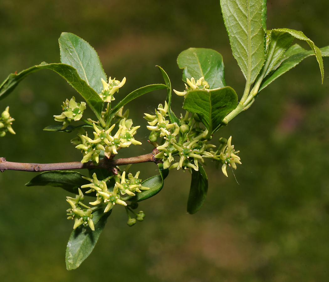 Image of Euonymus europaeus specimen.