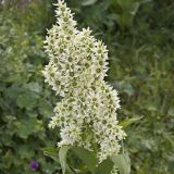 genus Veratrum