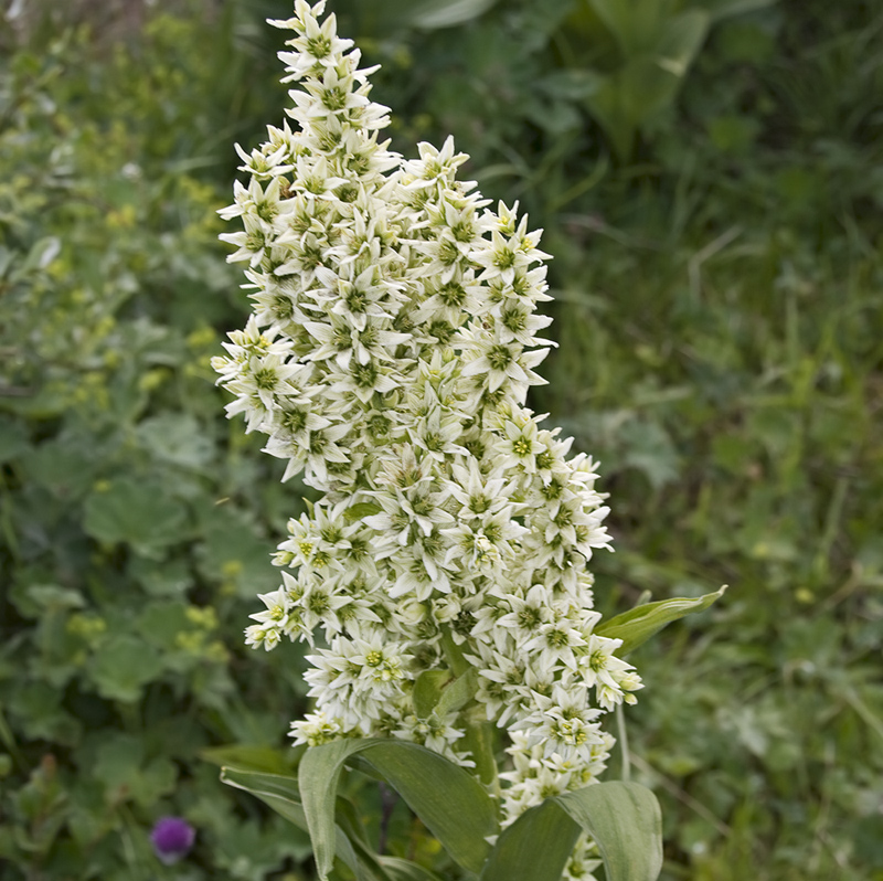 Image of genus Veratrum specimen.