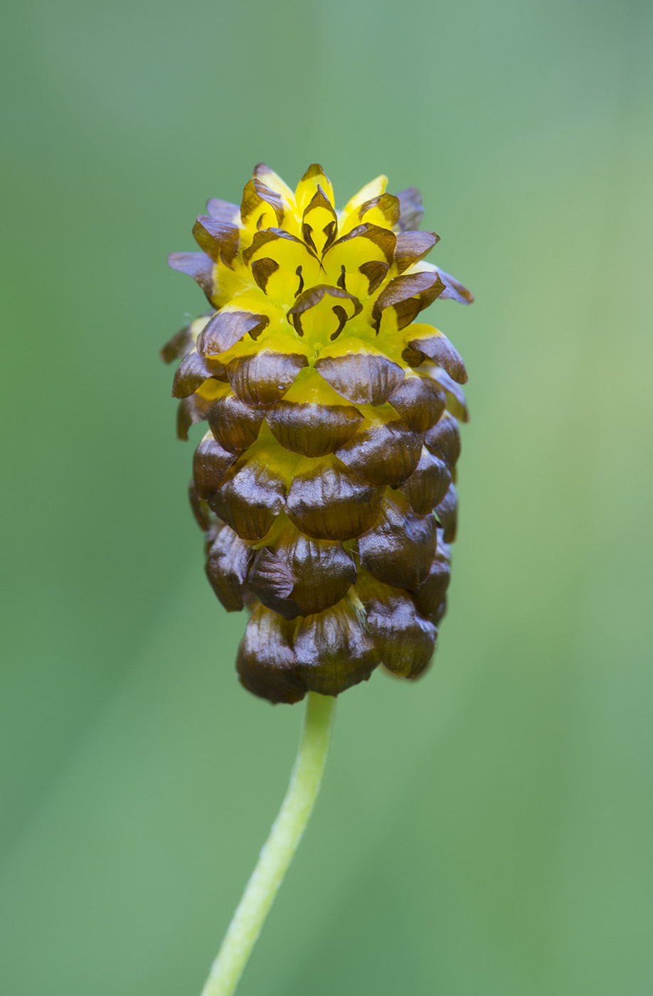 Image of Trifolium spadiceum specimen.