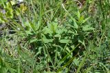 Hieracium scabiosum. Вегетирующее растение. Краснодарский край, окр. г. Геленджик, дубово-грабовый лес в балке, выходящей к морю, среди поросли грабинника и можжевельника дельтовидного. 08.06.2016.