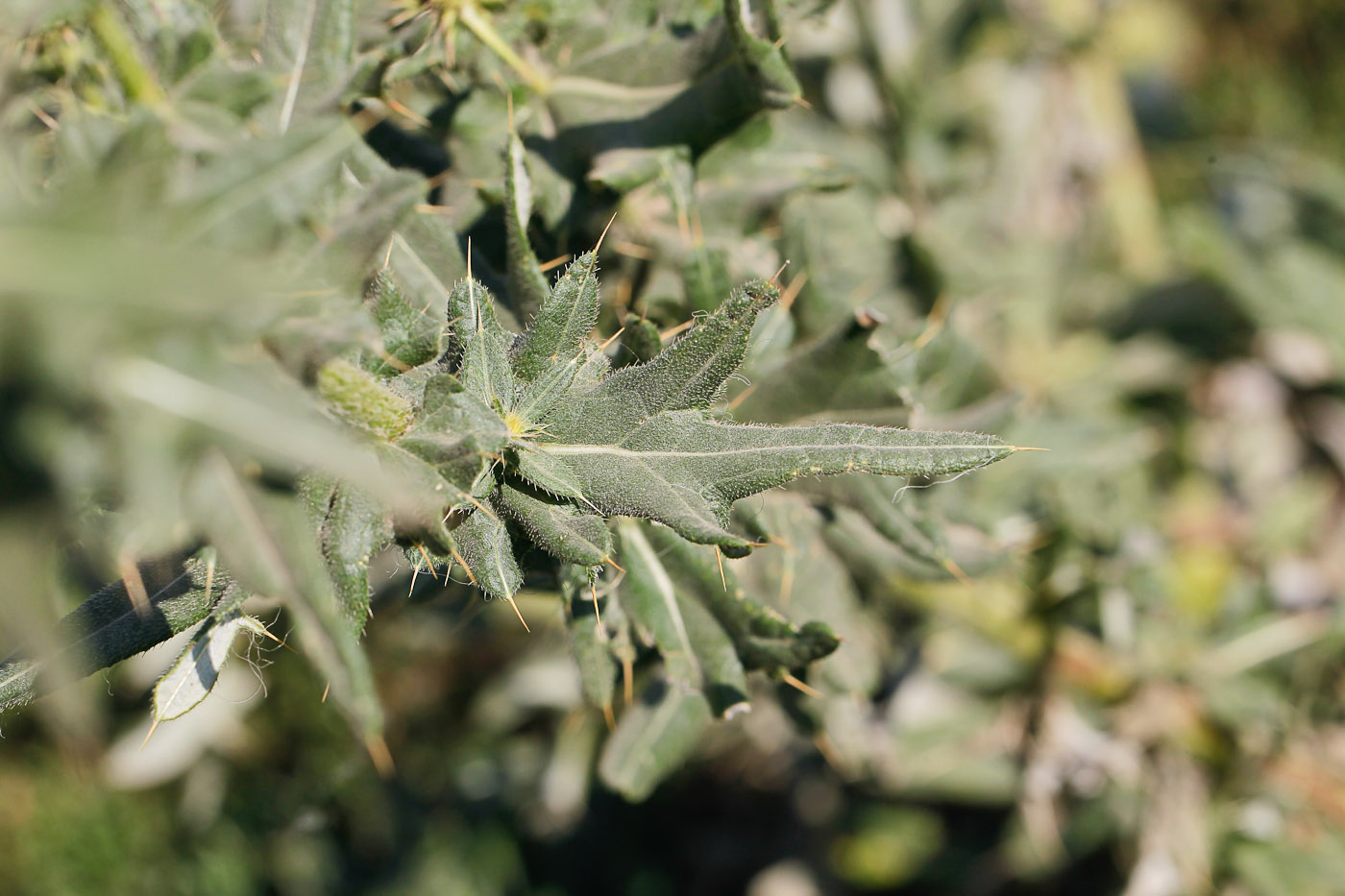 Изображение особи Cirsium serrulatum.