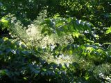 Aralia elata. Верхушка побега с соцветием. Приморье, окр. г. Находка, смешанный лес. 08.08.2016.