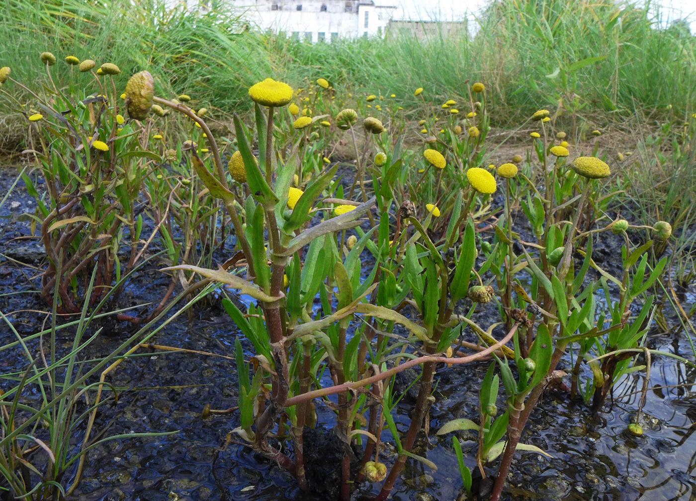 Изображение особи Cotula coronopifolia.