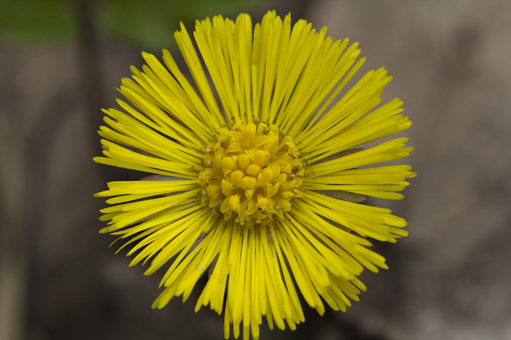 Image of Tussilago farfara specimen.