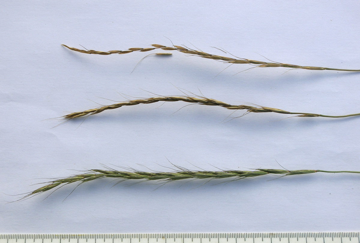 Image of Elymus caninus specimen.