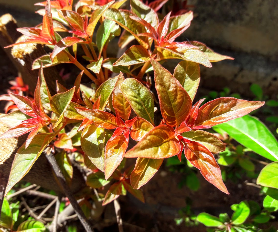 Image of Alternanthera bettzickiana specimen.